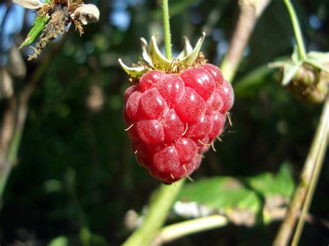 Russian Fruit — Rezepte Suchen