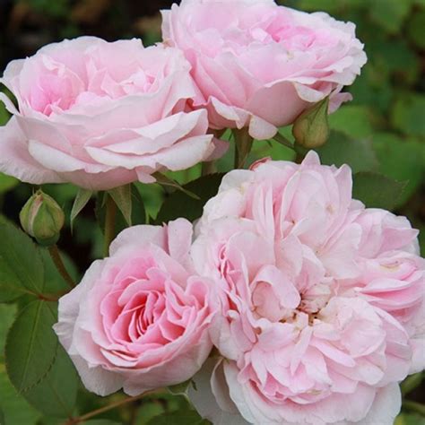 Роза Морден Блаш Фото И Описание – Telegraph