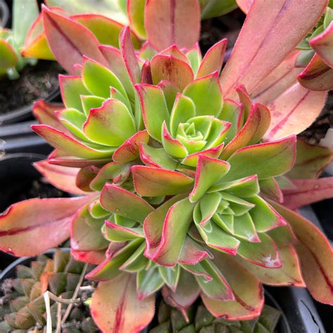 Aeonium leucoblepharum (Yemen Form)(1 X CUTTING) – LET LOVE GROW ...