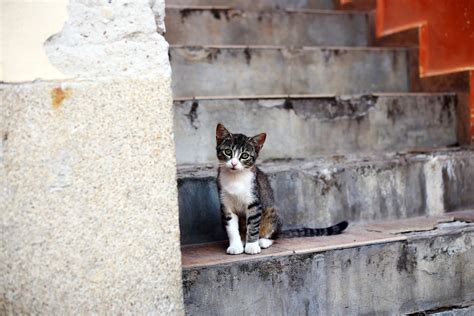 Ragazzino Uccide A Calci Un Gattino Il Video Finisce Su Tik Tok Petsblog