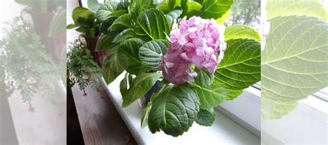 Гортензия крупнолистная купить в Екатеринбурге | Товары для дома и дачи ...