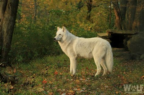 Wolf Conservation Center | LinkedIn