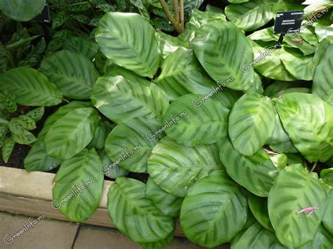 Калатея - Декоративно-лиственные растения - Комнатные растения ...