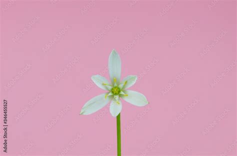 Isolated Geometrical Flower Star Of Bethlehem Grass Lily Nap At Noon