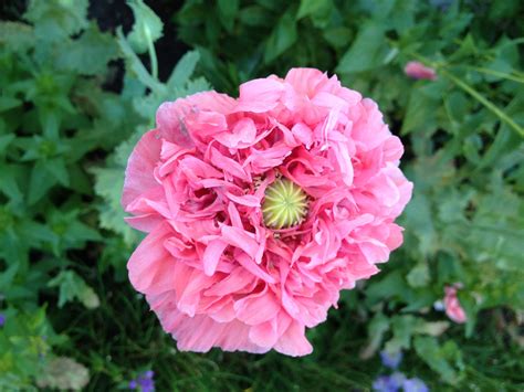 Pink Poppy Flower Seeds - flowersae