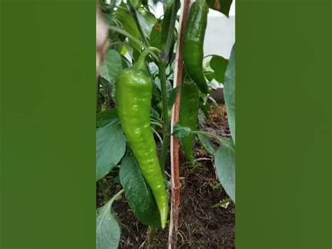 Перец сладкий 🌶️ Бабкин язык, Каптур, Таёжный, русский гигант жёлтый ...