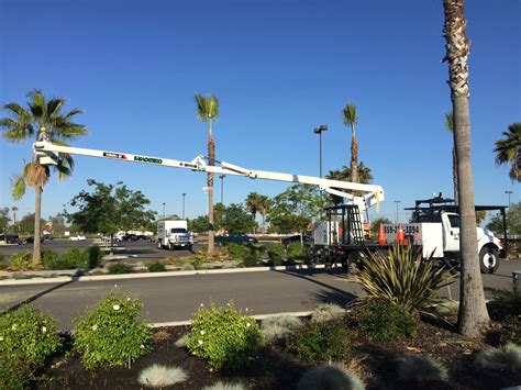 fresno tree service 8