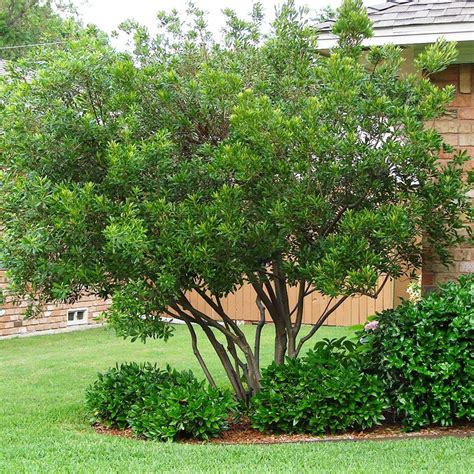 Wax Myrtle Myrica Cerifera Buy Wax Myrtle Online The Tree Center