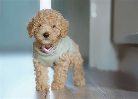 micro size poodles