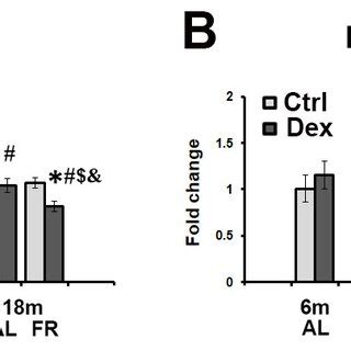 The Effects Of Dexamethasone On Apoe Mrna Level In The Cortex A And