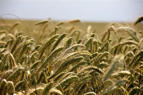 Cómo era la agricultura en la Antigua Roma