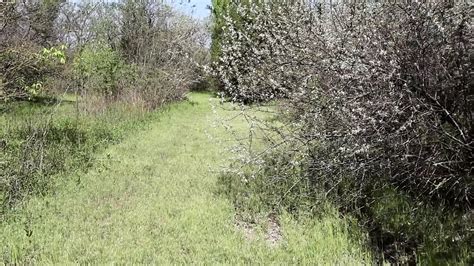 Sun Trees And A Good Fuck In The Wild HD Porn Ef XHamster