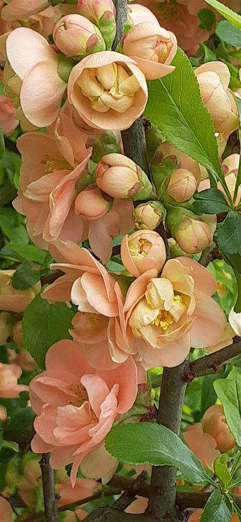 [OC] Double Take Peach Flowering Quince/ Chaenomeles ; Spring blooms
