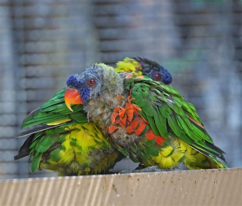 Pictures and information on Rainbow Lorikeet