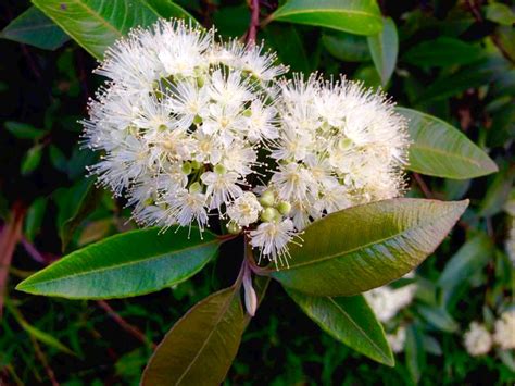 native ingredients lemon myrtle  million women