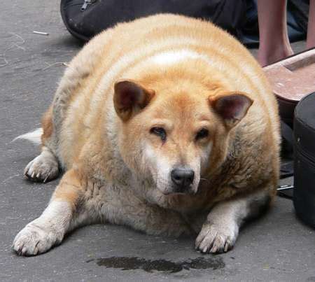 Fat Dog