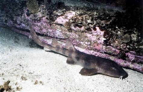 Blind Shark – "OCEAN TREASURES" Memorial Library