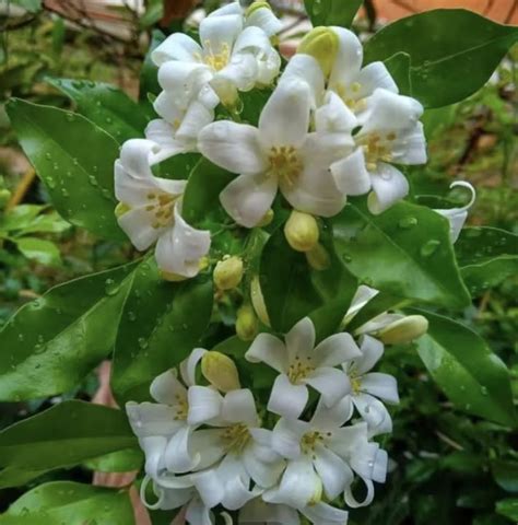 KAMUNING (ORANGE JASMINE MURRAYA PANICULLA) MABANGO ANG BULAKLAK ...