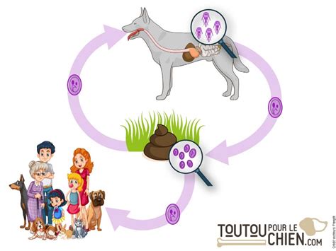 Dog giardíase causas sintomas diagnóstico e tratamento