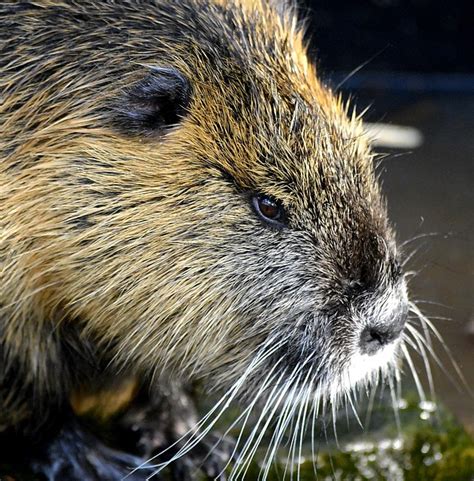nutria rat wet fur water  photo  pixabay pixabay