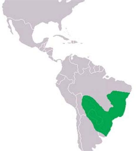 Zoos Del Mundo Yacaré Overo Caiman Latirostris Reptiles Y Anfibios
