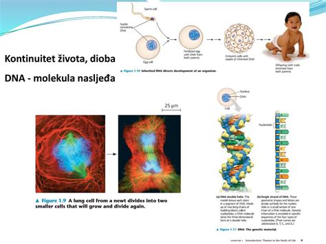 Temelji Moderne Biologije Ppt Download