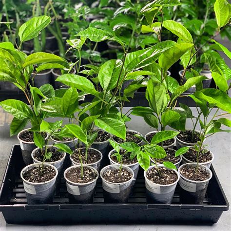 passion flower seedling 5