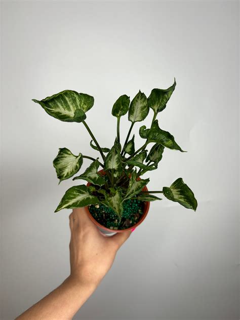 Syngonium Godzilla Etsy