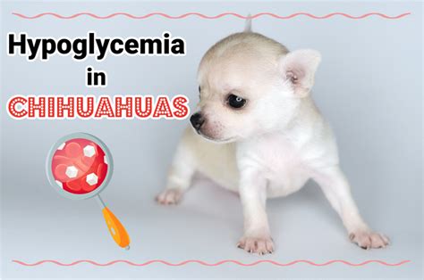 Hypoglycemia In Chihuahuas The Definitive Guide