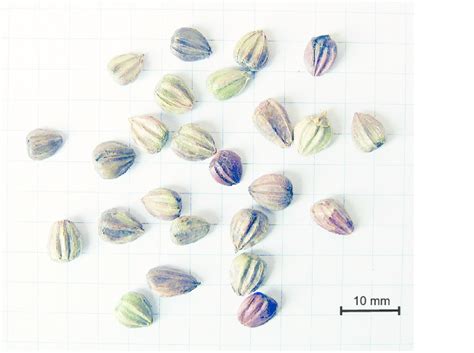 View Of Common Hornbeam Nuts Download Scientific Diagram