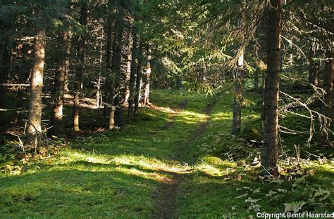 Skog Og Tr R I Norge Noregian Forests Bente Haarstad Photography