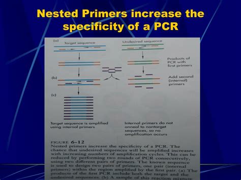 PPT - The Polymerase Chain Reaction PowerPoint Presentation, free ...