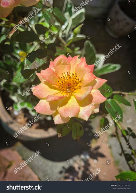 English Garden Plants Flowers Stock Photo 2009129150 | Shutterstock