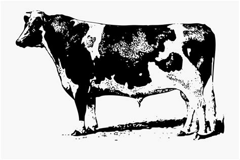 Holstein Cow Vector At Collection Of Holstein Cow