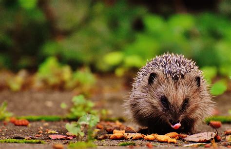 best hedgehog limping safely 3