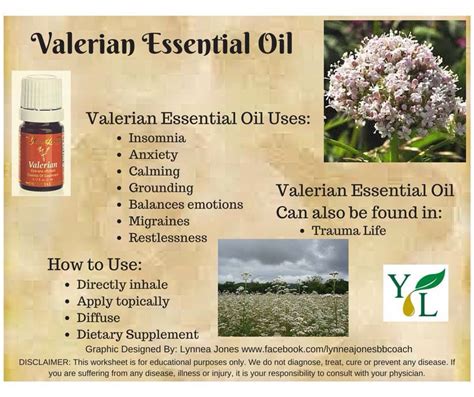 Valerian Essential Oil Benefits And Uses In Aromatherapy