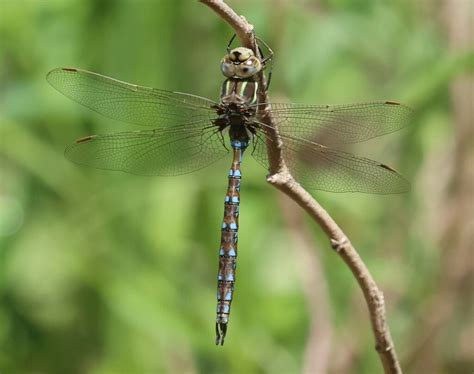 Springtime Darner From Germantown MetroPark Montgomery County OH USA