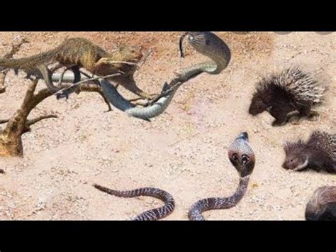 King Cobra Big Battle In The Desert And The Unexpected Most Amazing