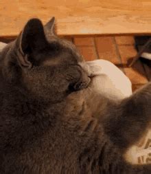 Sleeping Cat GIFs | Tenor