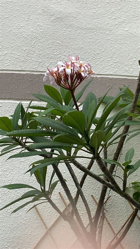 French Penny Tree Furniture And Home Living Gardening Plants And Seeds