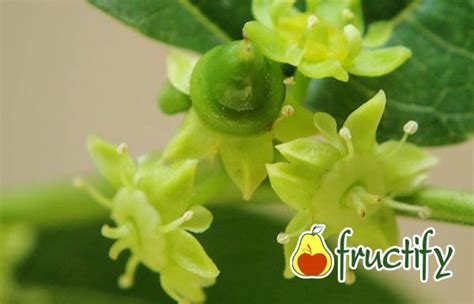 Китайский финик унаби: посадка и уход за растением в саду