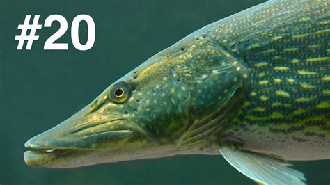 Подводная охота ЛУЧШИЕ моменты 2015 - YouTube