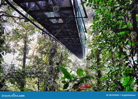 Canopy walk in Costa rica stock image. Image of clouds - 28703609