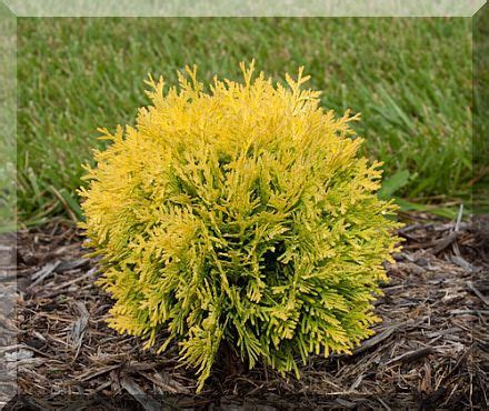 Туя західна Danica Aurea 3 річна, Туя западная Даника Ауреа, Thuja ...