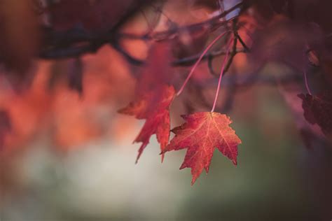 Photographing Fall Foliage - minding my nest