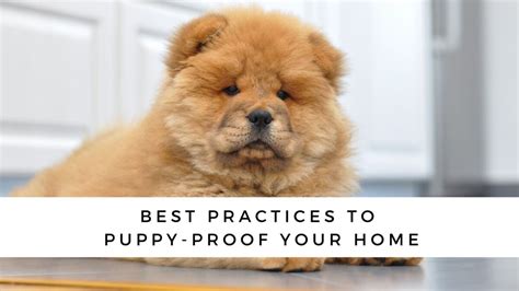 how to puppy proof your home