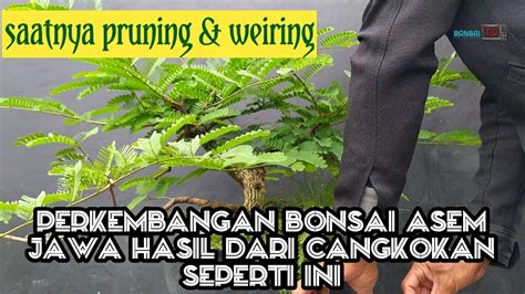 Begini Perkembangan Sekarang Membuat Bonsai Asem Jawa Dari Hasil