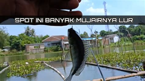 Mancing Strike Tarikan Bertubi Tubi Youtube