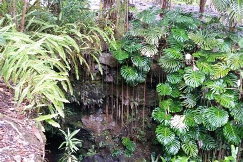 Kaumana Caves for lava tube cave hike in Hawaii on the Big Island! 🌋 ...