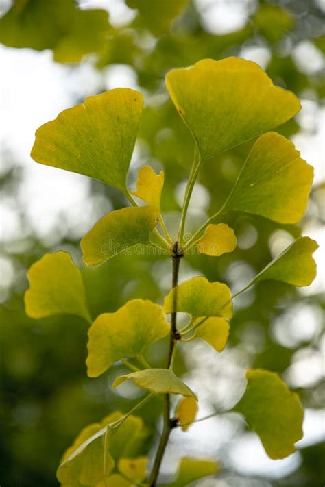 Autumn Leaves Of Ginkgo Biloba Commonly Known As Ginkgo Gingko Or